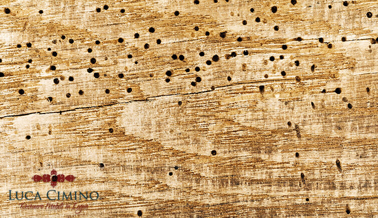 Disinfestazione Tarli Genova: Legno forato