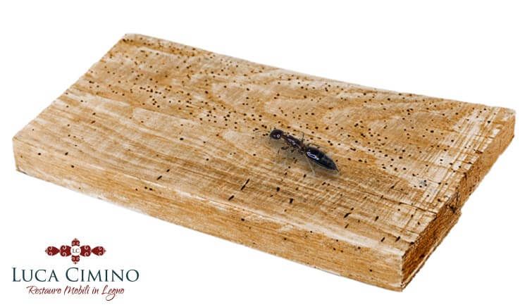 Disinfestazione Tarli del Legno Genova: pezzo di legno con un tarlo