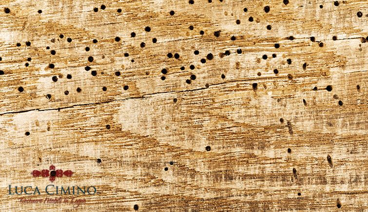 Disinfestazione Tarli Genova - Legno Forato